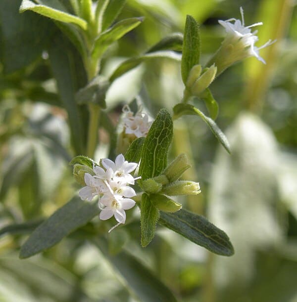 Stevia (Stevia rebaudiana)