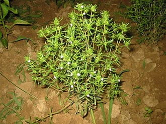 Summer Savory (Satureja hortensis)