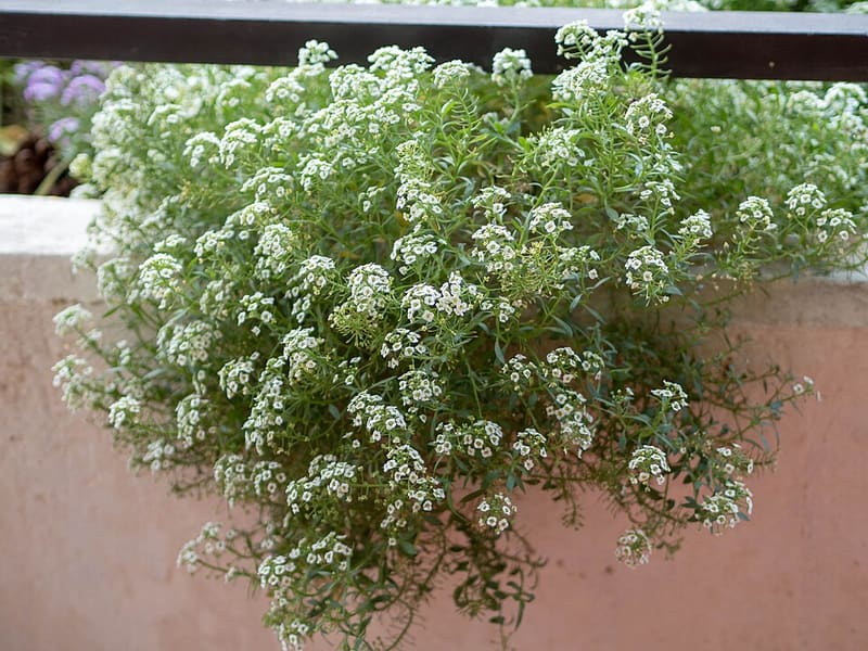 Sweet Alyssum (Lobularia maritima)