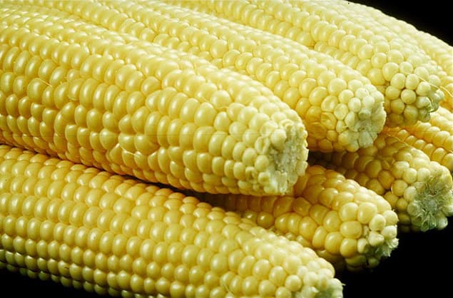 Sweet Corn (Zea mays var. saccharata)