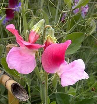 Sweet Pea (Lathyrus odoratus)