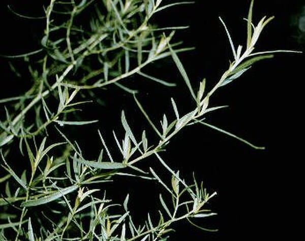Tarragon (Artemisia dracunculus)
