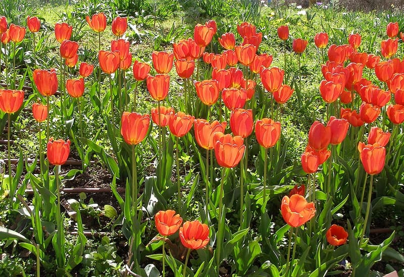 Tulip (Tulipa gesneriana)
