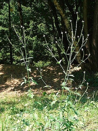 Verbena (Verbena hybrida)