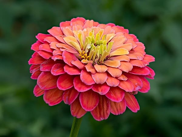Zinnia (Zinnia elegans)