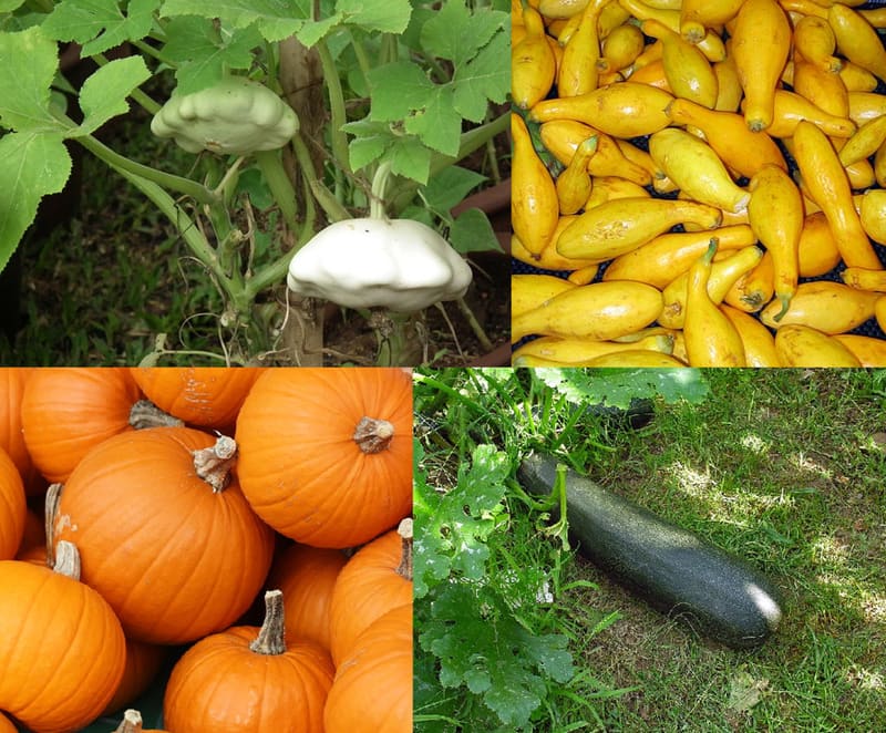 Zucchini (Cucurbita pepo)